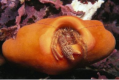 治愈系游戏《寿司奔奔》体验日式海边小镇生活